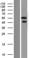 NOXO1 Human Over-expression Lysate