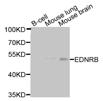 EDNRB antibody