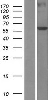 TBRG4 Human Over-expression Lysate