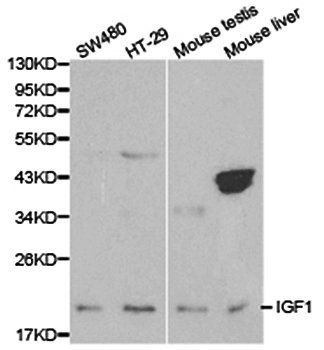 IGF1 antibody