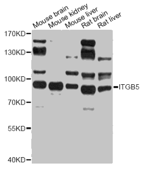 ITGB5 antibody