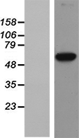 Hspa14 Mouse Over-expression Lysate