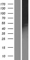CRMP2 (DPYSL2) Human Over-expression Lysate