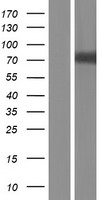 PODN Human Over-expression Lysate