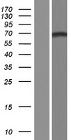 PRSS56 Human Over-expression Lysate