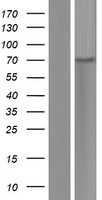 SLFN12L Human Over-expression Lysate