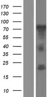 NOL4 Human Over-expression Lysate