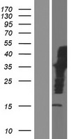 SCHIP1 (IQCJ-SCHIP1) Human Over-expression Lysate