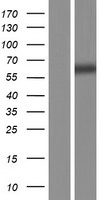 UCKL1 Human Over-expression Lysate