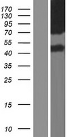 SLC6A13 Human Over-expression Lysate