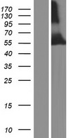 TRIM39-RPP21 Human Over-expression Lysate