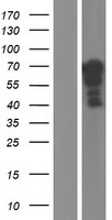 YAP1 Human Over-expression Lysate