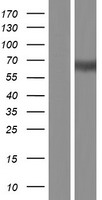 PLD5 Human Over-expression Lysate