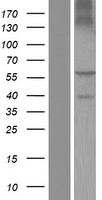 BTN2A1 Human Over-expression Lysate