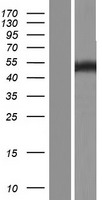 NFIB Human Over-expression Lysate