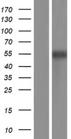 MEF2C Human Over-expression Lysate