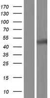LIPF Human Over-expression Lysate