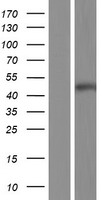 ASCC1 Human Over-expression Lysate