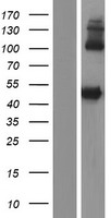 LIPF Human Over-expression Lysate