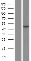 Aminoacylase 1 (ACY1) Human Over-expression Lysate