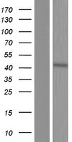 C8orf58 Human Over-expression Lysate