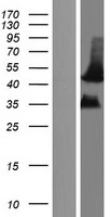 MFAP4 Human Over-expression Lysate