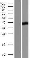 PRSS55 Human Over-expression Lysate