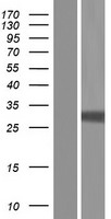APRIL (TNFSF13) Human Over-expression Lysate