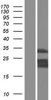 Myeloid leukemia factor 1 (MLF1) Human Over-expression Lysate