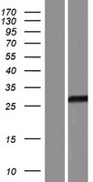 C19orf81 Human Over-expression Lysate