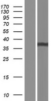 MRPS35 Human Over-expression Lysate