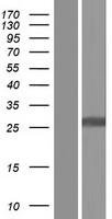 DCL 1 (CD302) Human Over-expression Lysate
