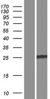 CHMP5 Human Over-expression Lysate