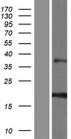 RNF224 Human Over-expression Lysate