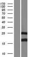 BCL7B Human Over-expression Lysate