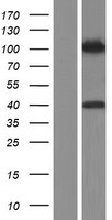 MAN1 (LEMD3) Human Over-expression Lysate