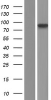 NUTM2G Human Over-expression Lysate
