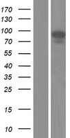 Angiotensin Converting Enzyme 1 (ACE) Human Over-expression Lysate