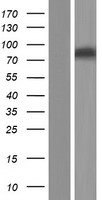 PCCA Human Over-expression Lysate