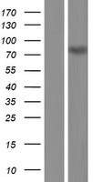 Kaiso (ZBTB33) Human Over-expression Lysate