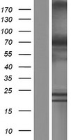 XPNPEP1 Human Over-expression Lysate