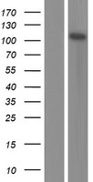ZNF185 Human Over-expression Lysate