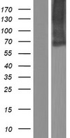 SLC34A3 Human Over-expression Lysate