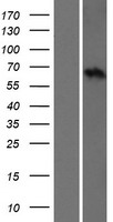 SLC15A5 Human Over-expression Lysate