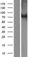 C2CD6 Human Over-expression Lysate
