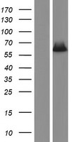 CDC20B Human Over-expression Lysate