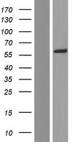 Adracalin (AAAS) Human Over-expression Lysate