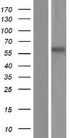 SSH3BP1 (ABI1) Human Over-expression Lysate