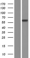 DNA Polymerase lambda (POLL) Human Over-expression Lysate