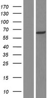 ARHGEF9 Human Over-expression Lysate
